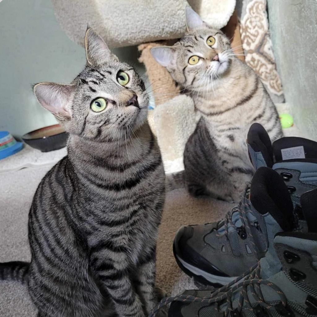 Enlarge Ginger, a Adoptable mixed breed in Nampa, ID image 2/5