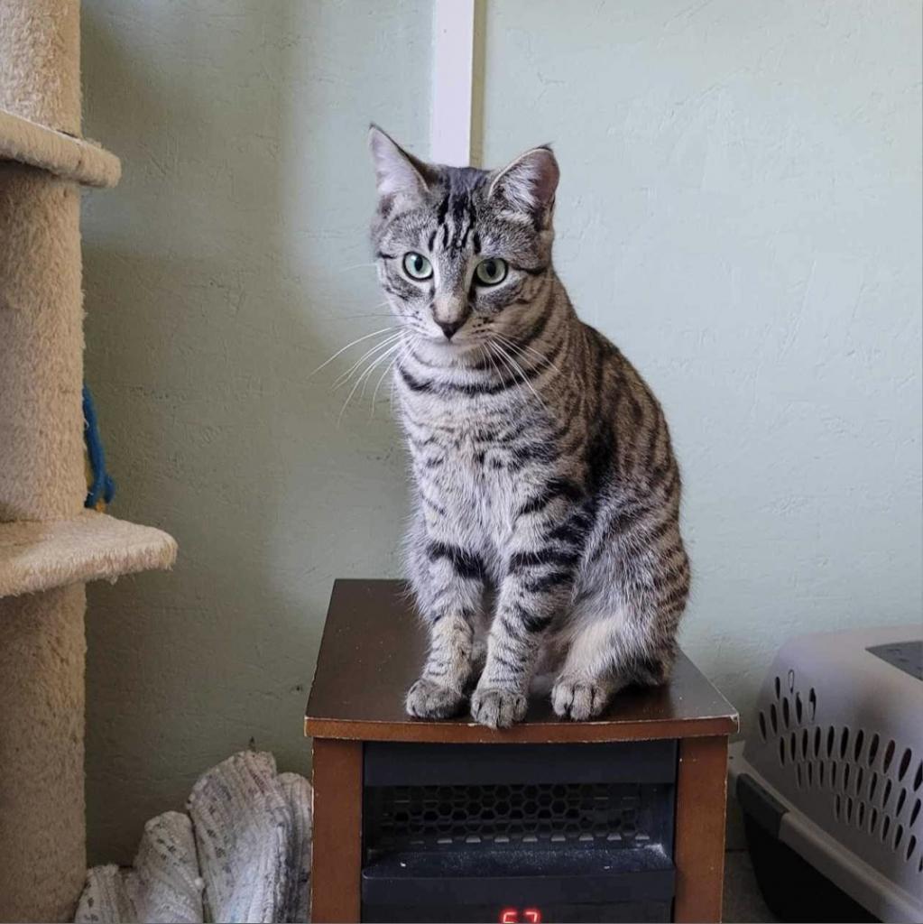 Enlarge Ginger, a Adoptable mixed breed in Nampa, ID image 3/5