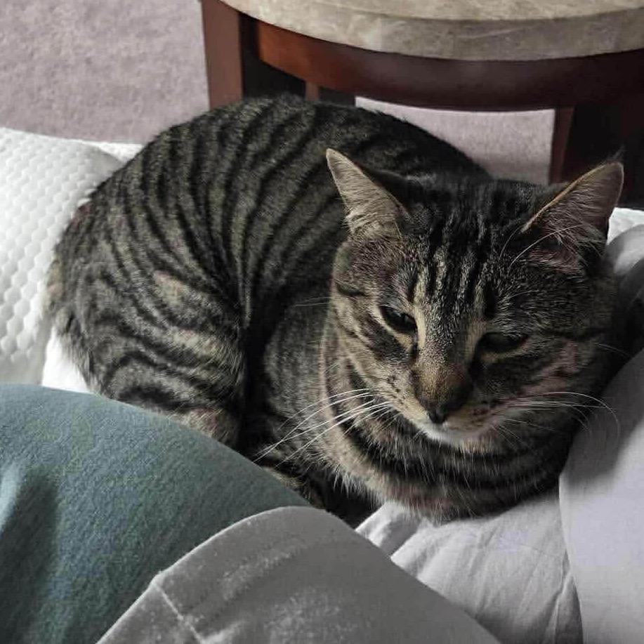 Enlarge Ginger, a Adoptable mixed breed in Nampa, ID image 4/5