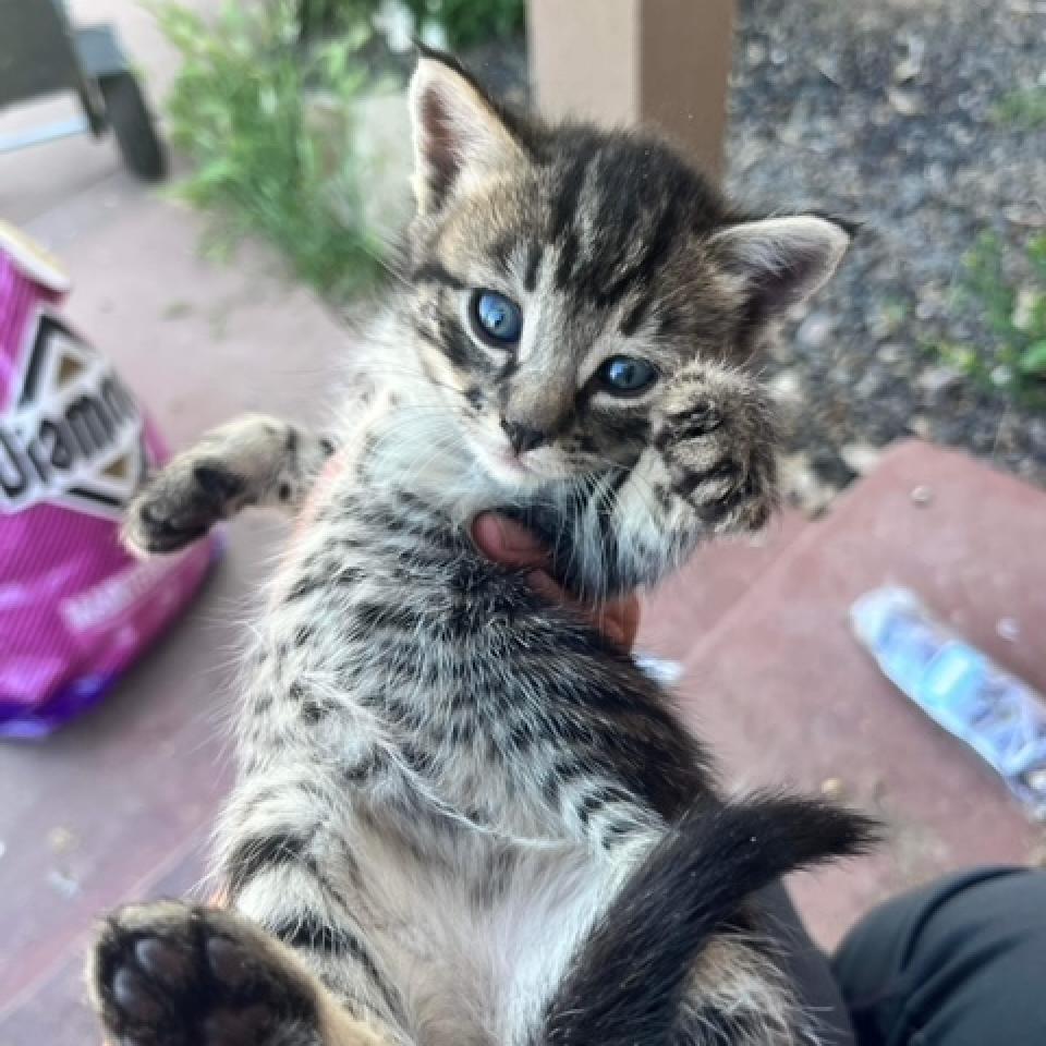 Enlarge Ginger, a Adoptable mixed breed in Nampa, ID image 5/5