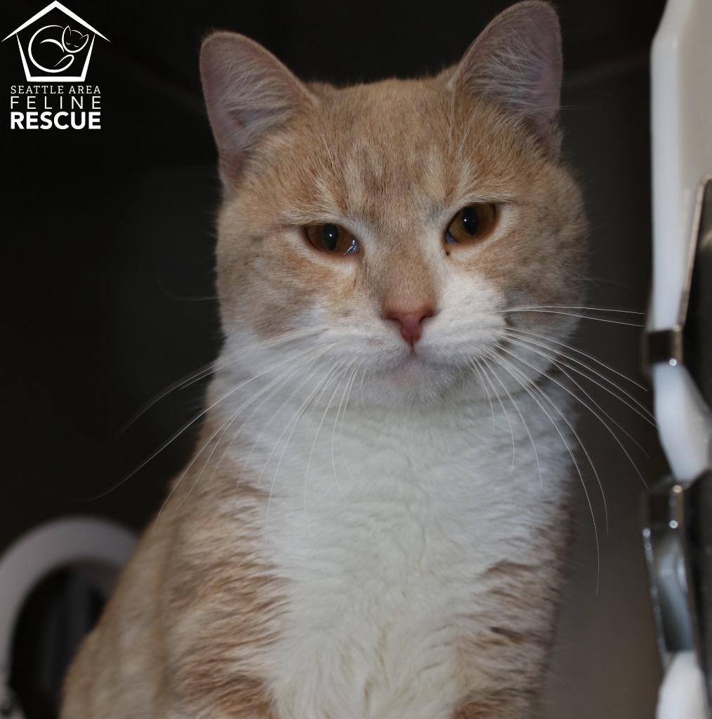 Mac n' Cheese, Adoptable, Adult Male Domestic Medium Hair.