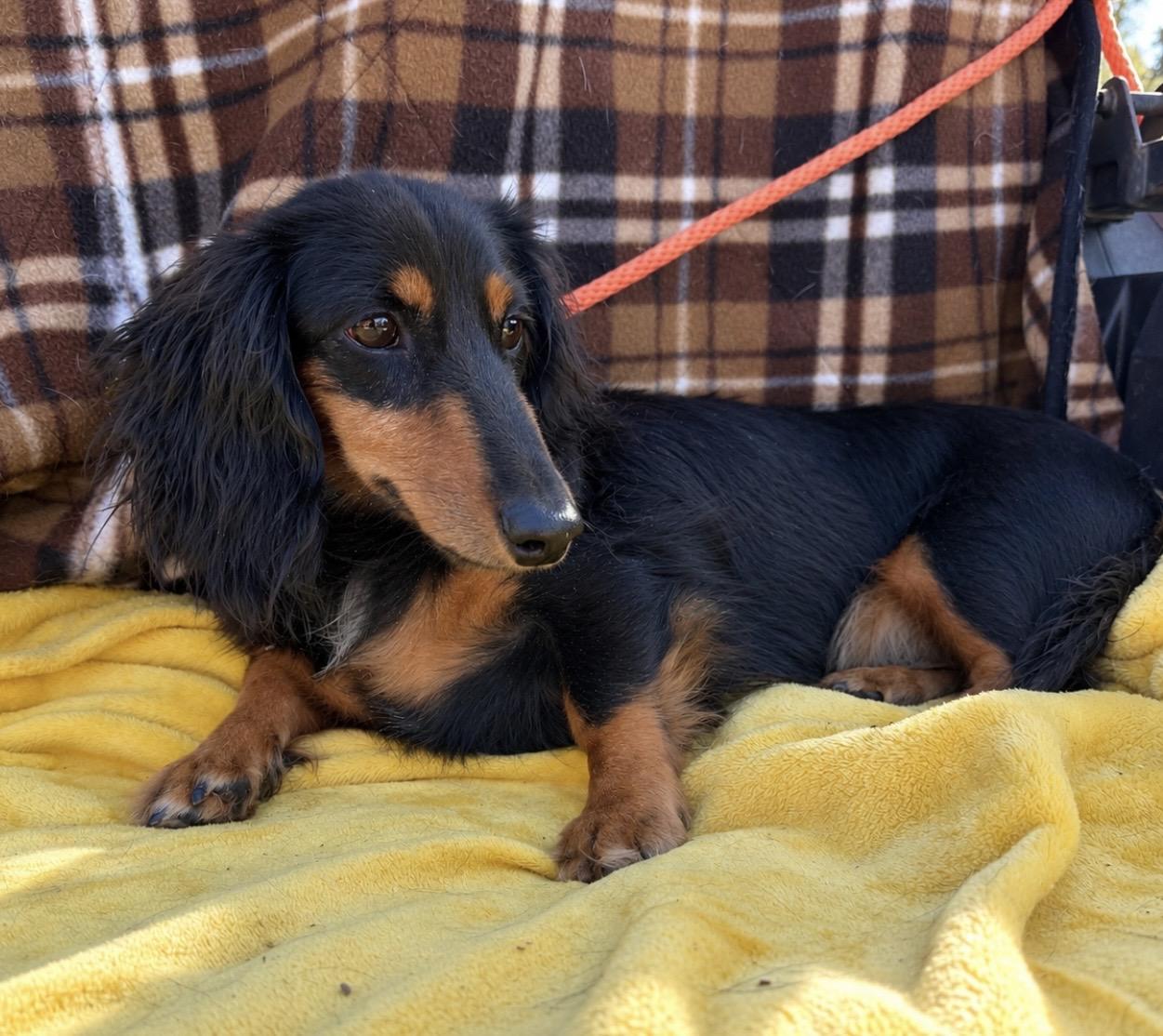 Enlarge Divena, a Adoptable Dachshund (Long Haired) in Pelham, NH image 6/6