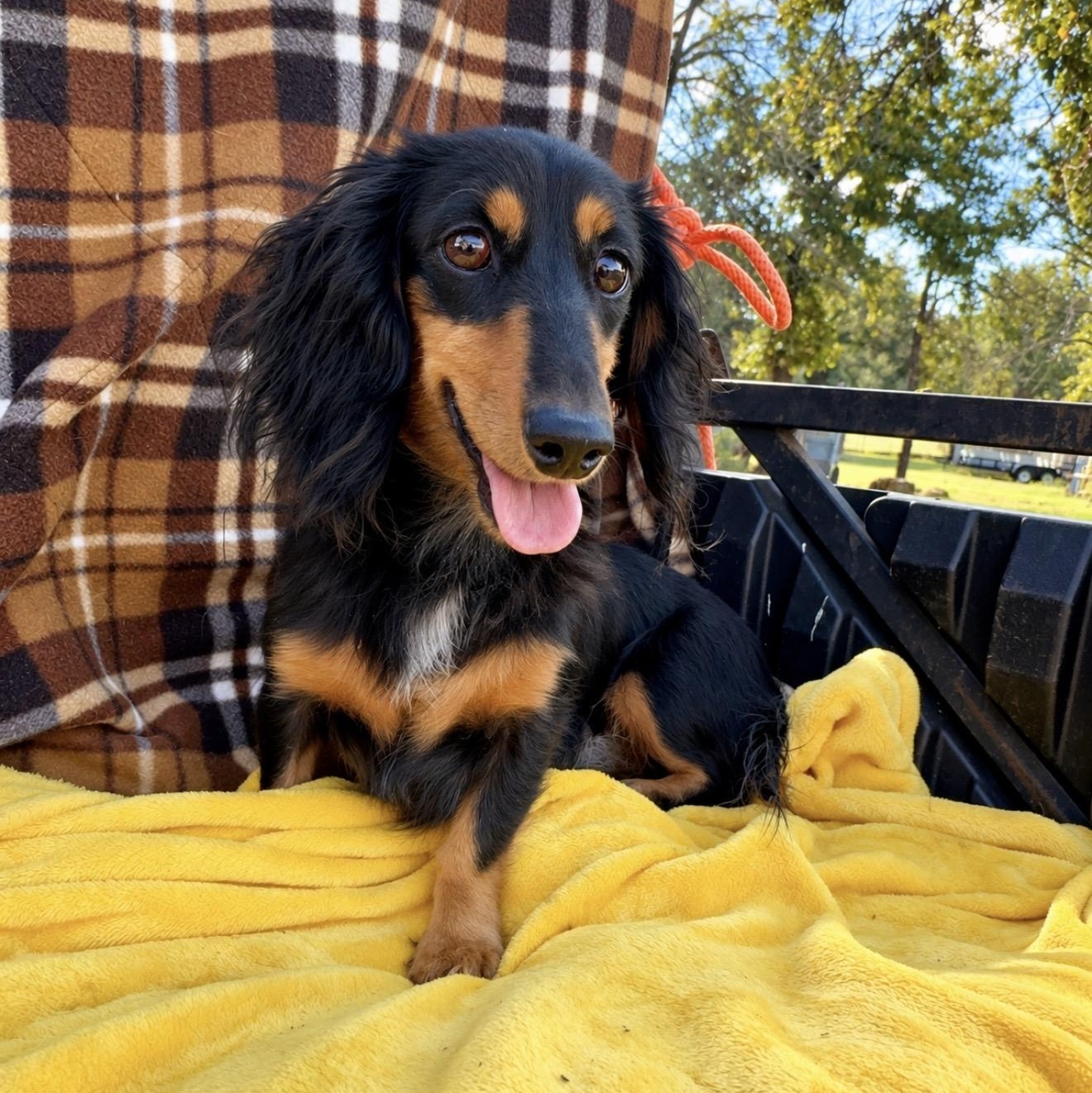 Divena, Adoptable, Adult Female Dachshund (Long Haired).