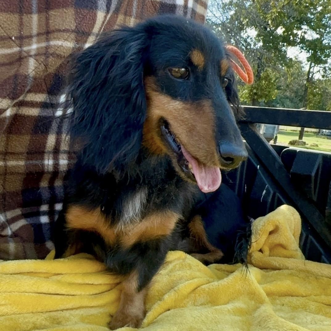 Enlarge Divena, a Adoptable Dachshund (Long Haired) in Pelham, NH image 3/6