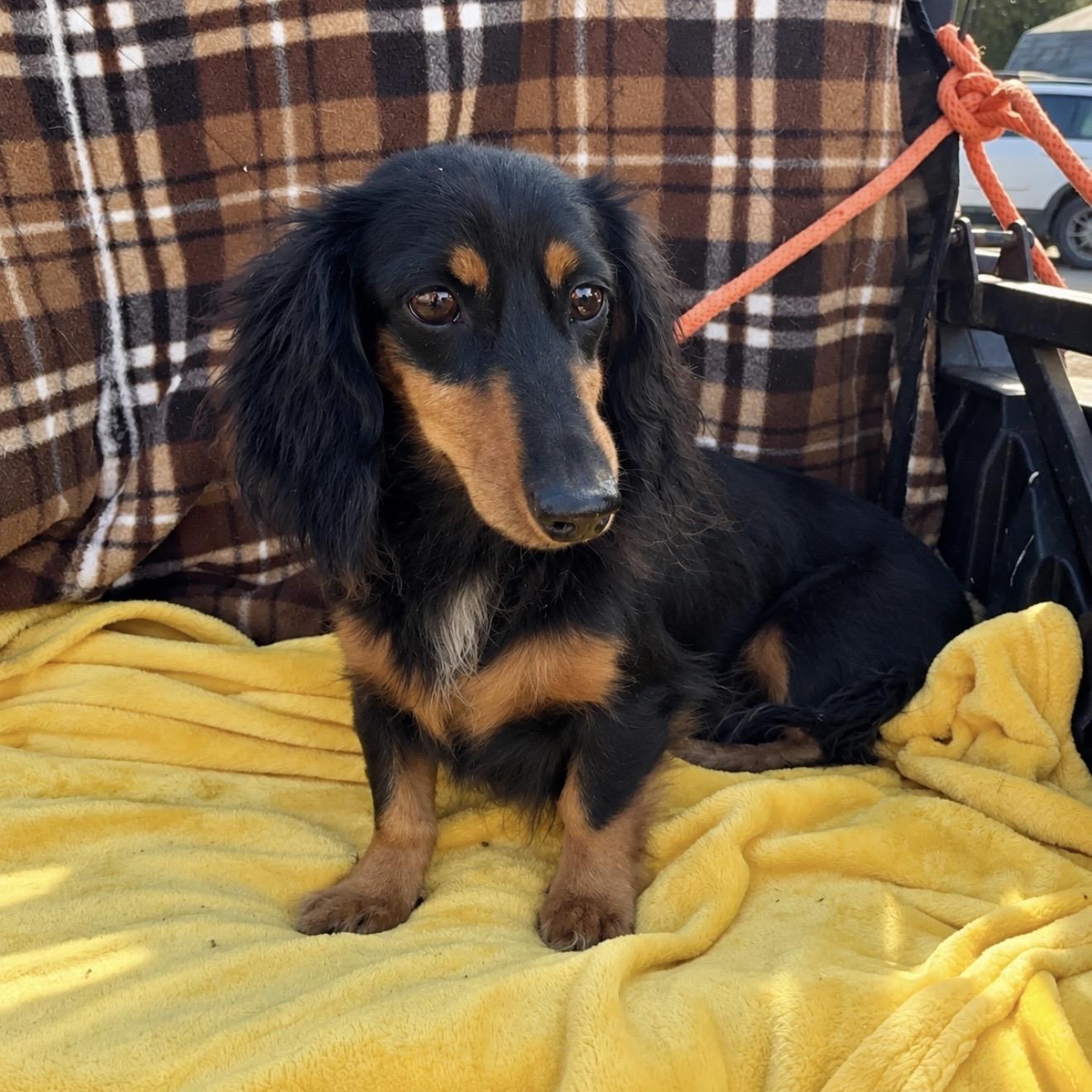 Enlarge Divena, a Adoptable Dachshund (Long Haired) in Pelham, NH image 5/6