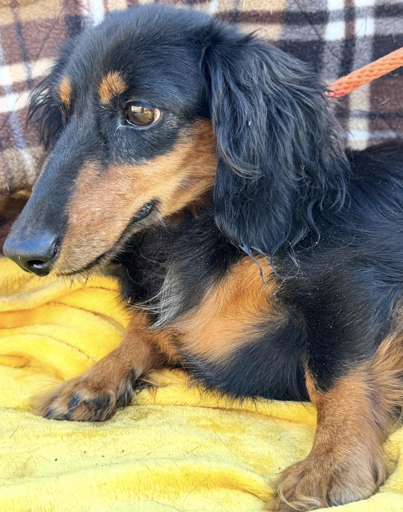 Enlarge Divena, a Adoptable Dachshund (Long Haired) in Pelham, NH image 4/6