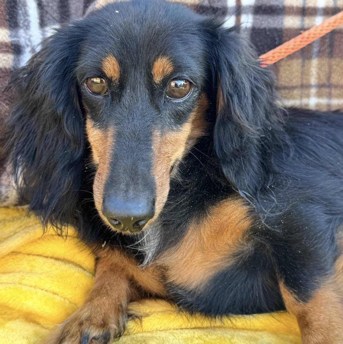 Enlarge Divena, a Adoptable Dachshund (Long Haired) in Pelham, NH image 2/6