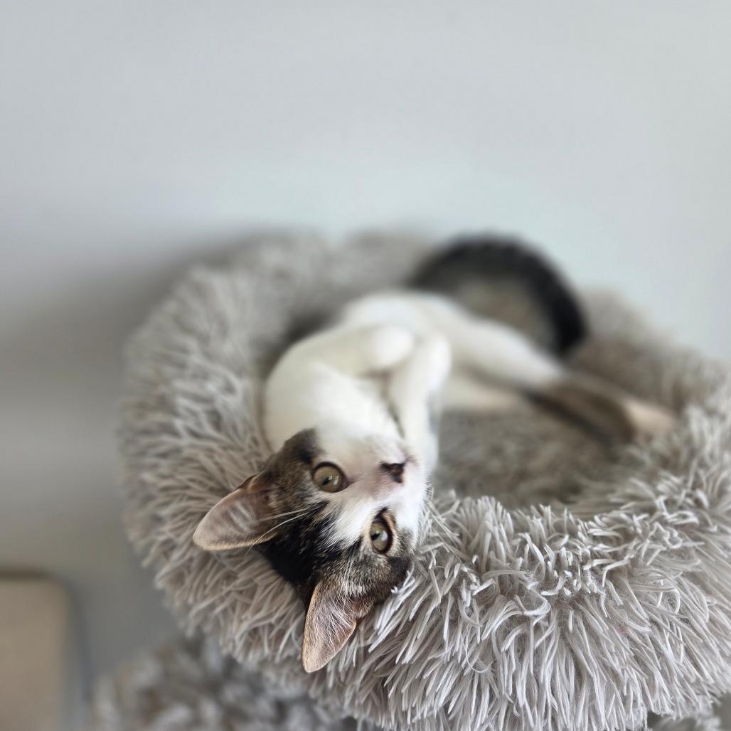Lynx, Adoptable, Young Male Domestic Short Hair.