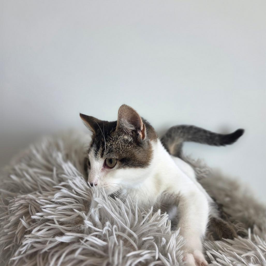 Enlarge Lynx, a Adoptable Domestic Short Hair in North Battleford, SK image 2/6