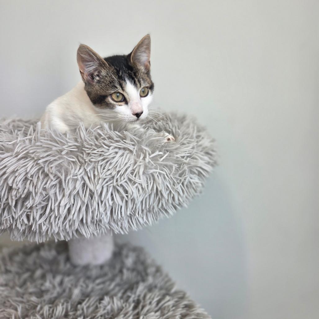 Enlarge Lynx, a Adoptable Domestic Short Hair in North Battleford, SK image 3/6