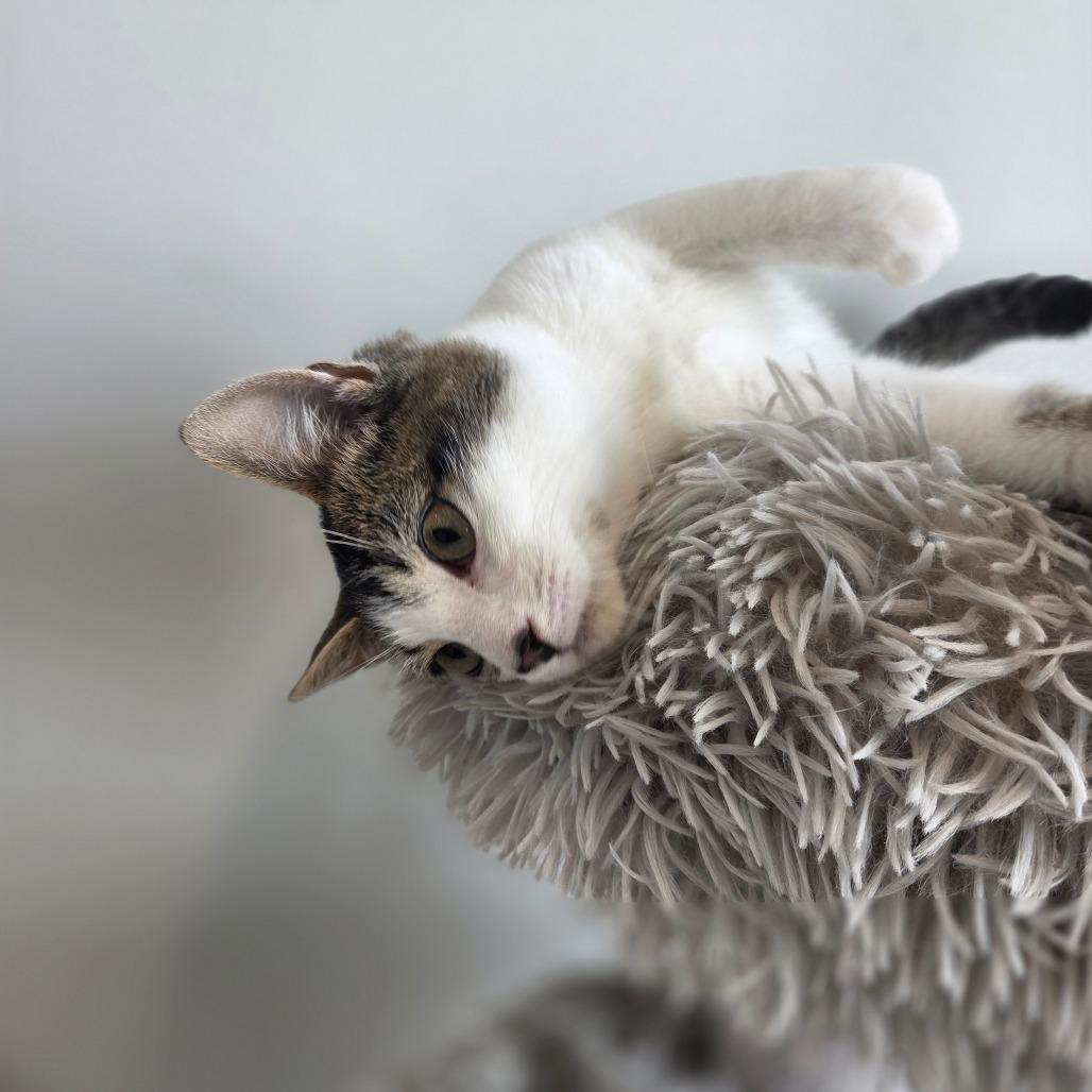 Enlarge Lynx, a Adoptable Domestic Short Hair in North Battleford, SK image 4/6