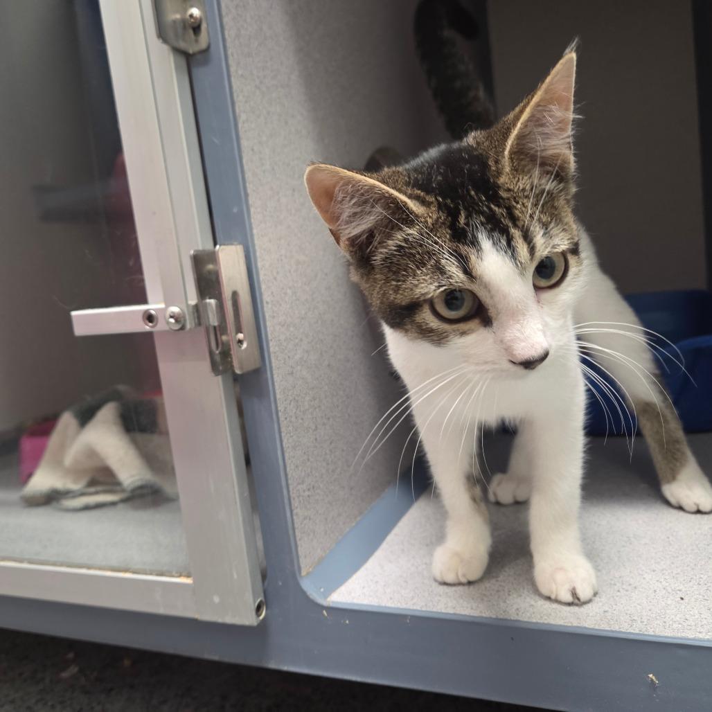 Enlarge Lynx, a Adoptable Domestic Short Hair in North Battleford, SK image 5/6