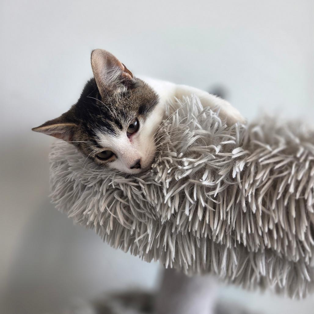 Enlarge Lynx, a Adoptable Domestic Short Hair in North Battleford, SK image 6/6