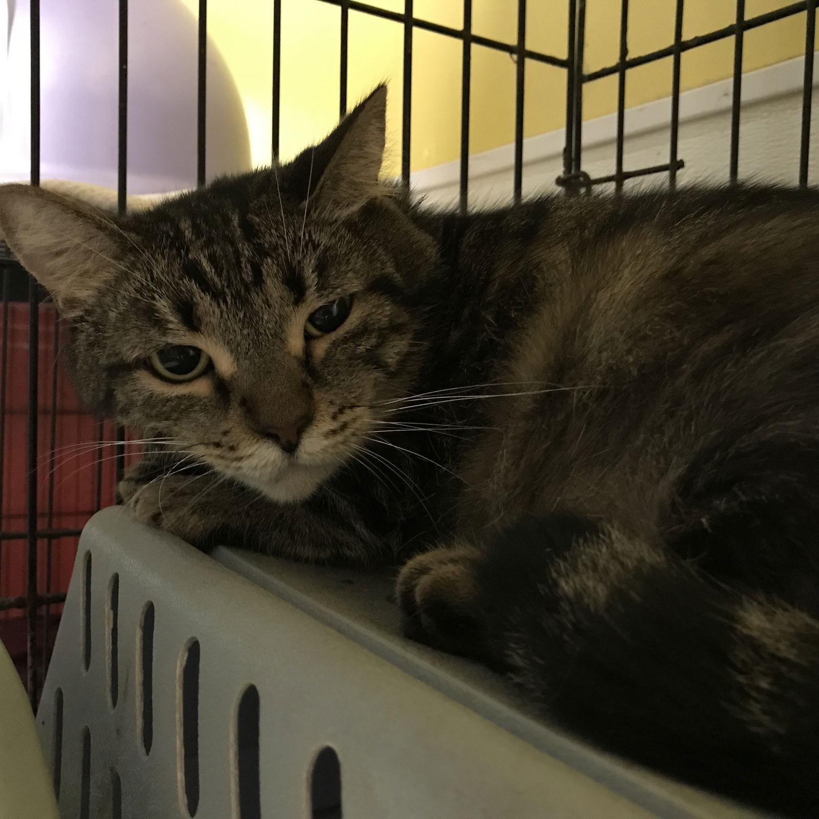 Enlarge Poka, a Adoptable Domestic Short Hair in Pompano Beach, FL image 1/3