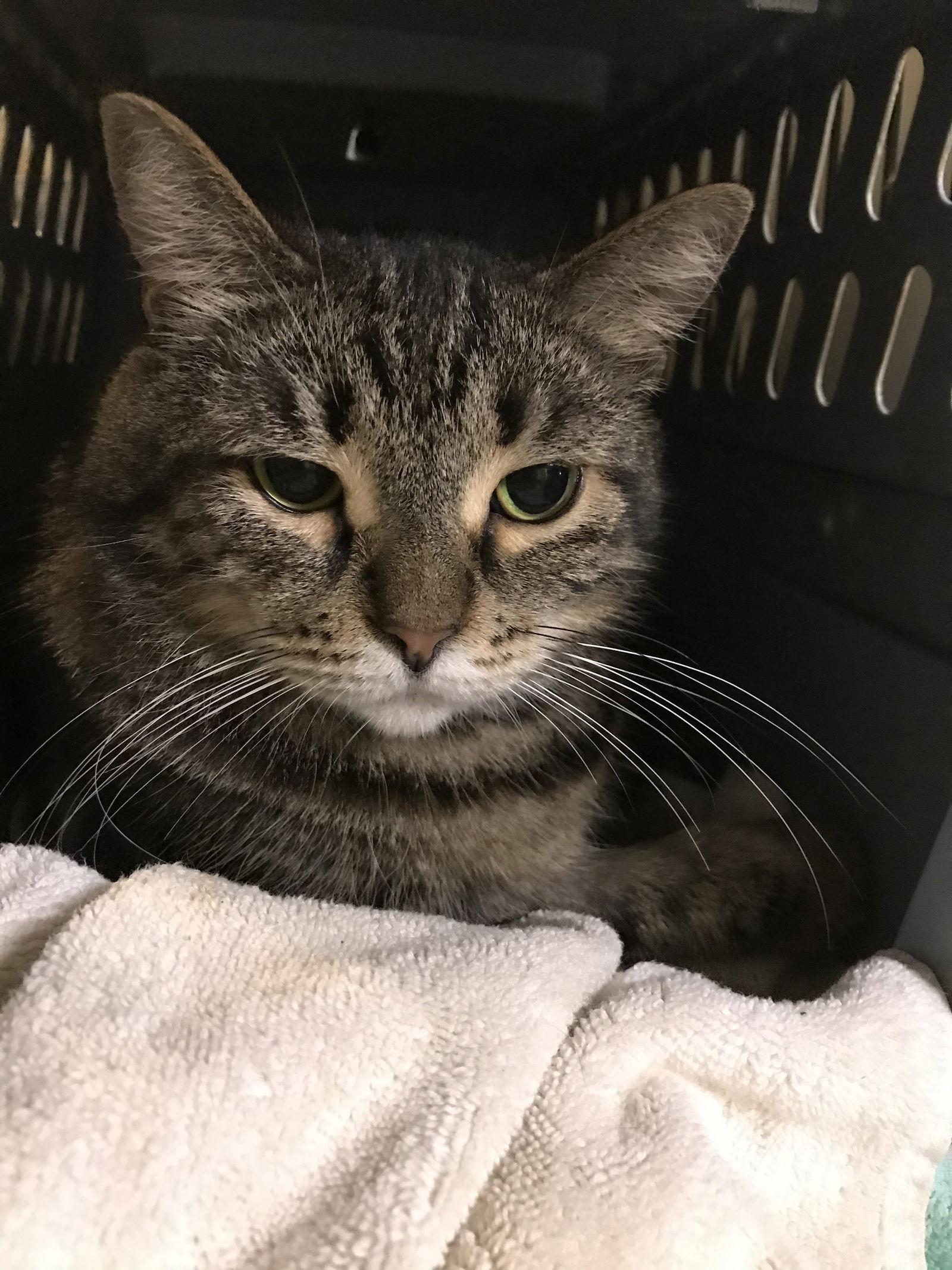 Enlarge Poka, a Adoptable Domestic Short Hair in Pompano Beach, FL image 2/3