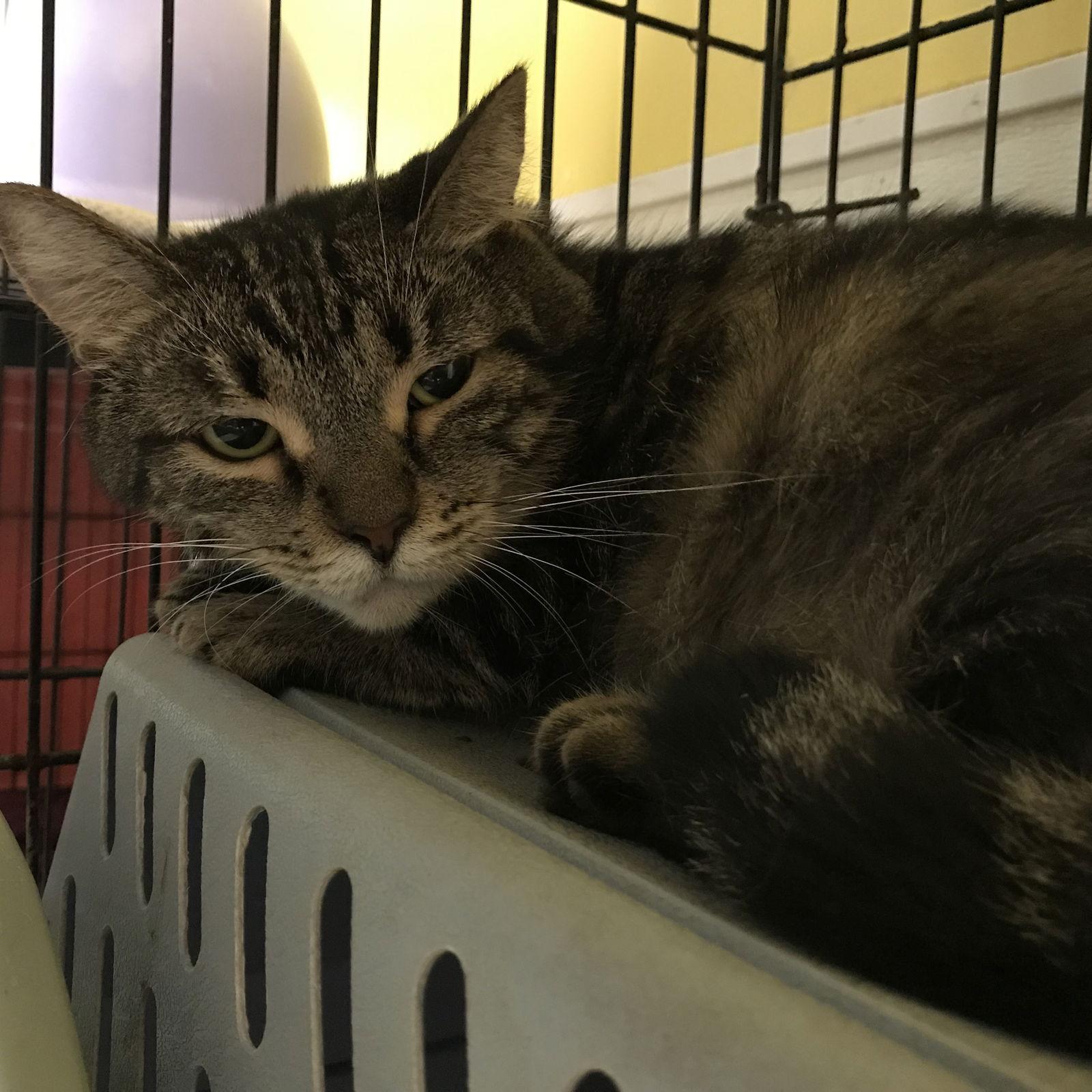 Enlarge Poka, a Adoptable Domestic Short Hair in Pompano Beach, FL image 3/3