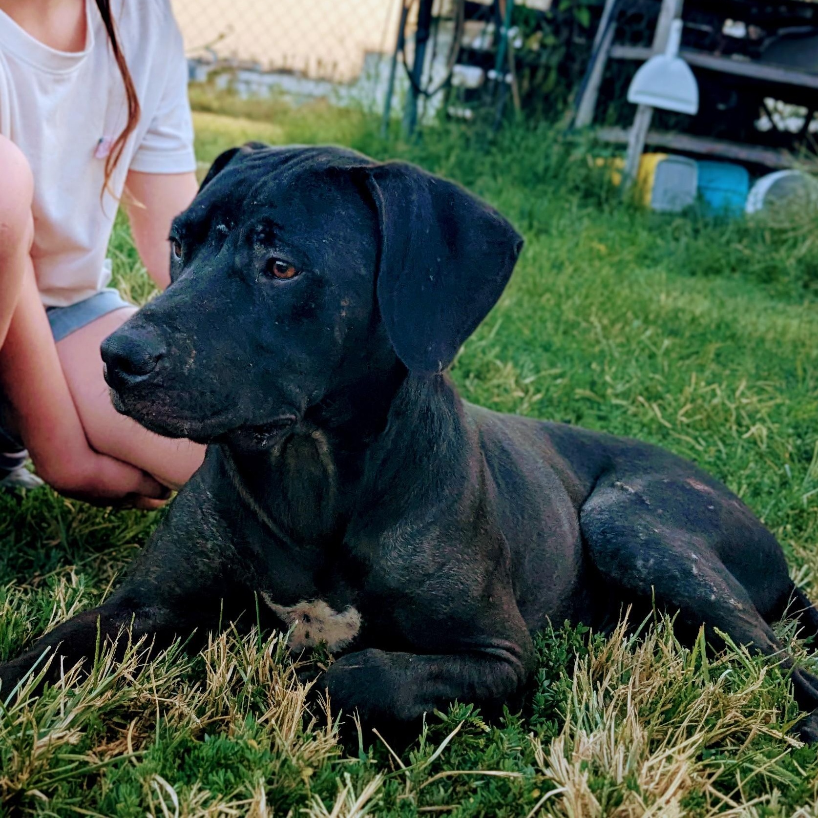 Levi, Adoptable, Adult Male Black Labrador Retriever & Hound.