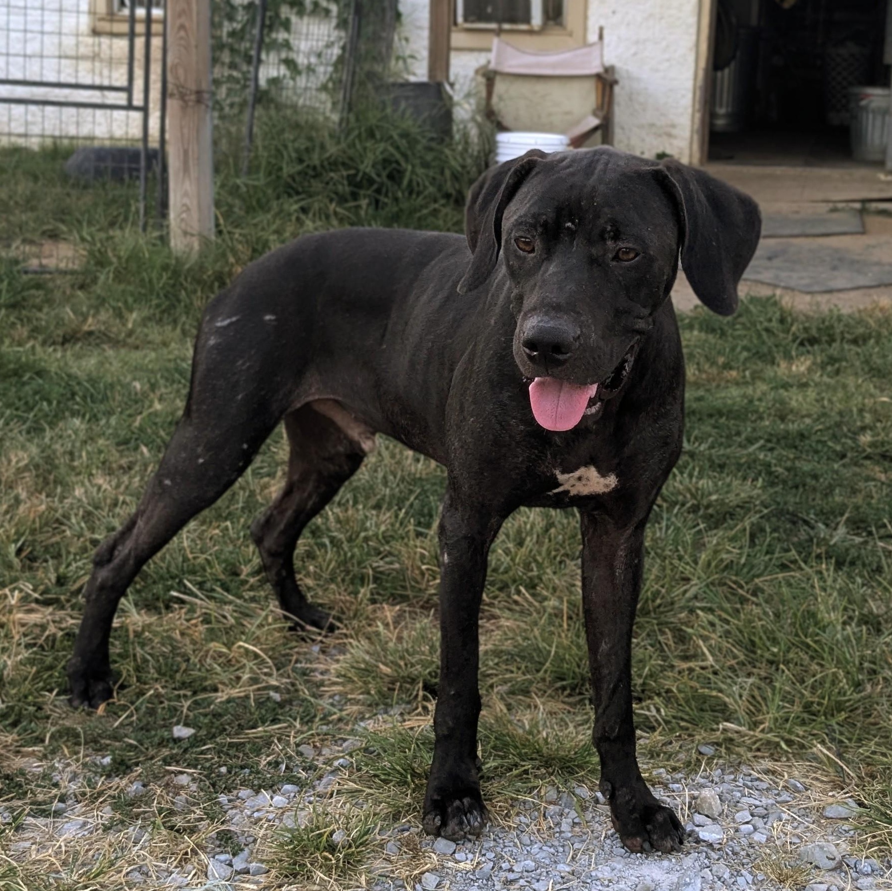 Levi, a Adoptable mixed breed in Manchester, NH image 2/6