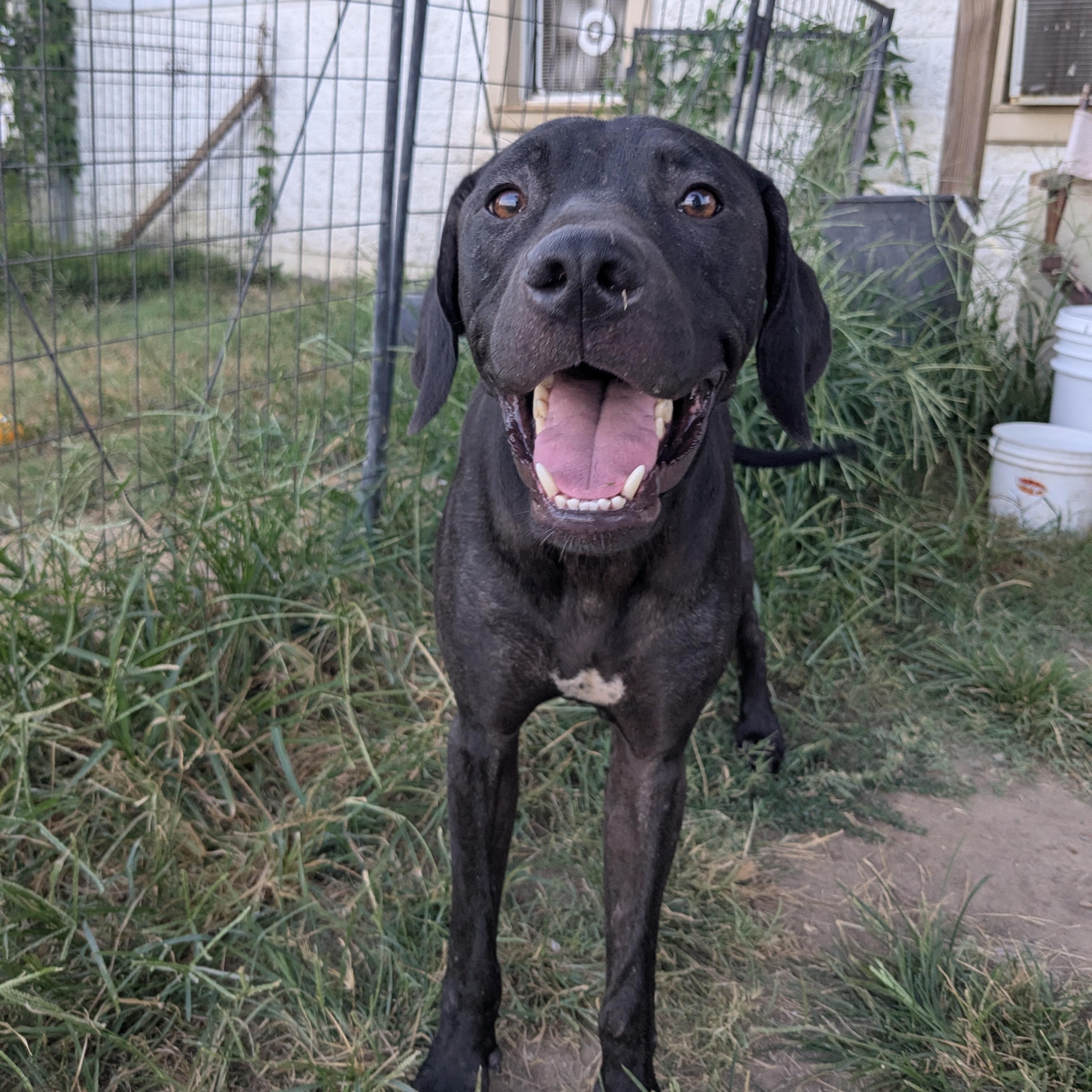 Levi, a Adoptable mixed breed in Manchester, NH image 3/6