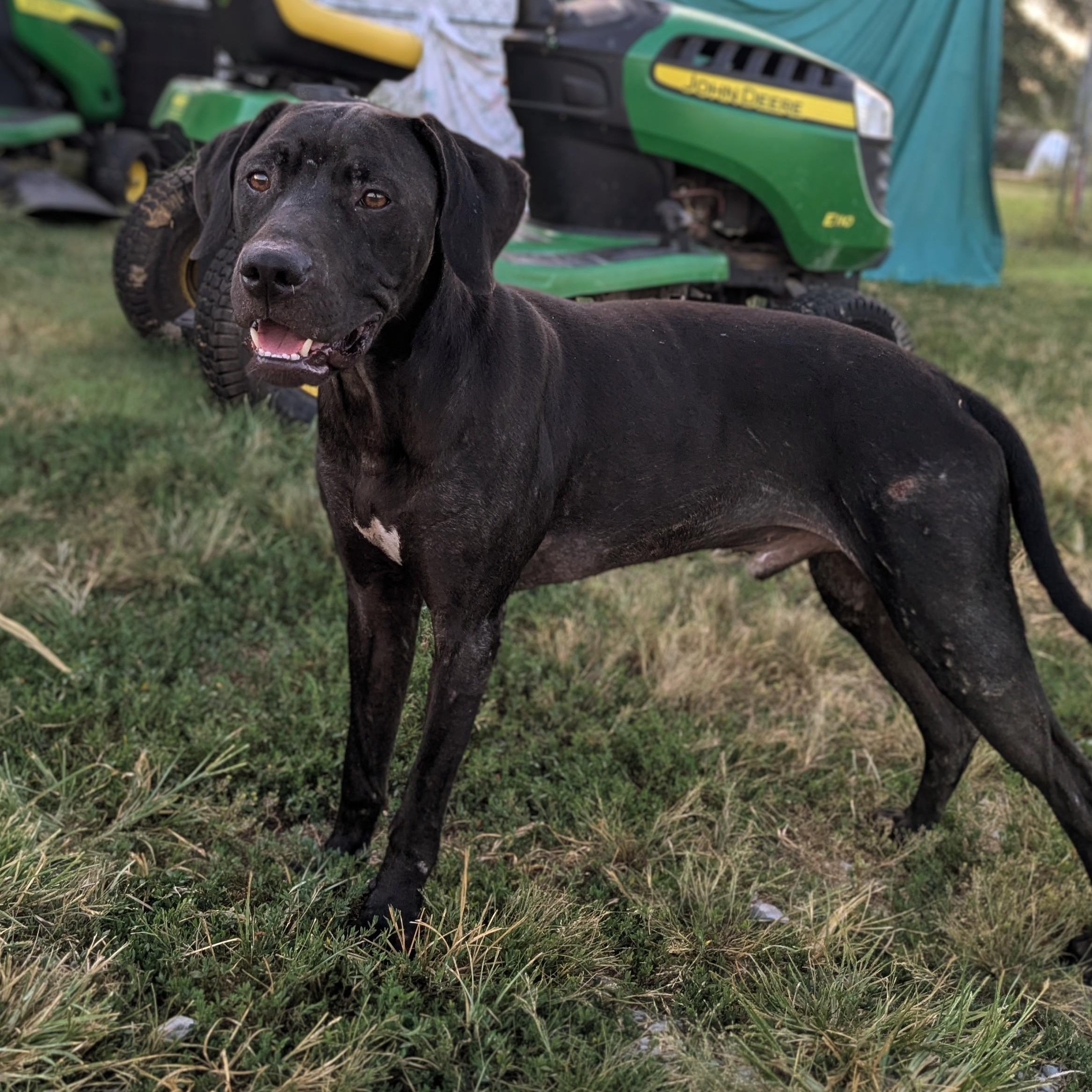 Levi, a Adoptable mixed breed in Manchester, NH image 4/6