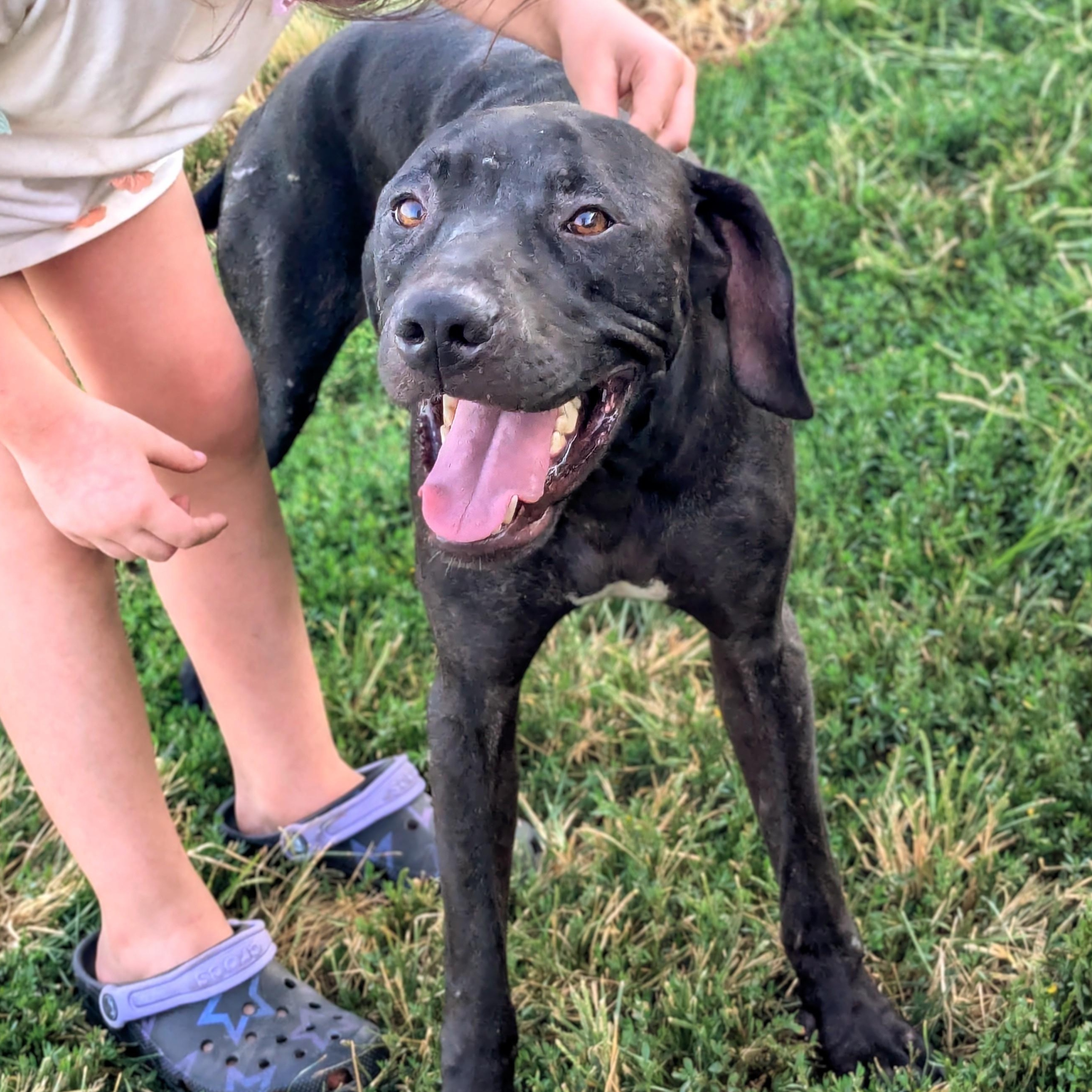 Levi, a Adoptable mixed breed in Manchester, NH image 5/6