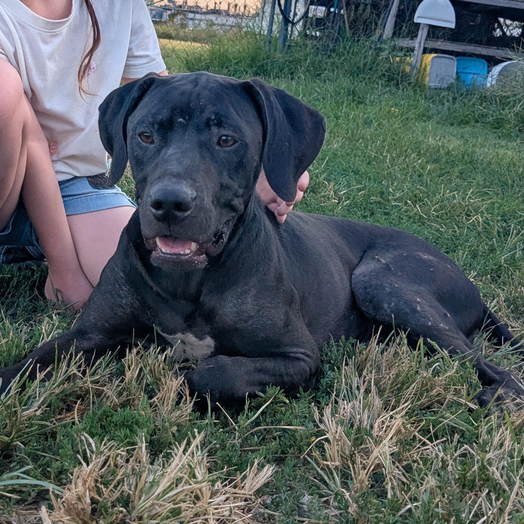 Levi, a Adoptable mixed breed in Manchester, NH image 6/6