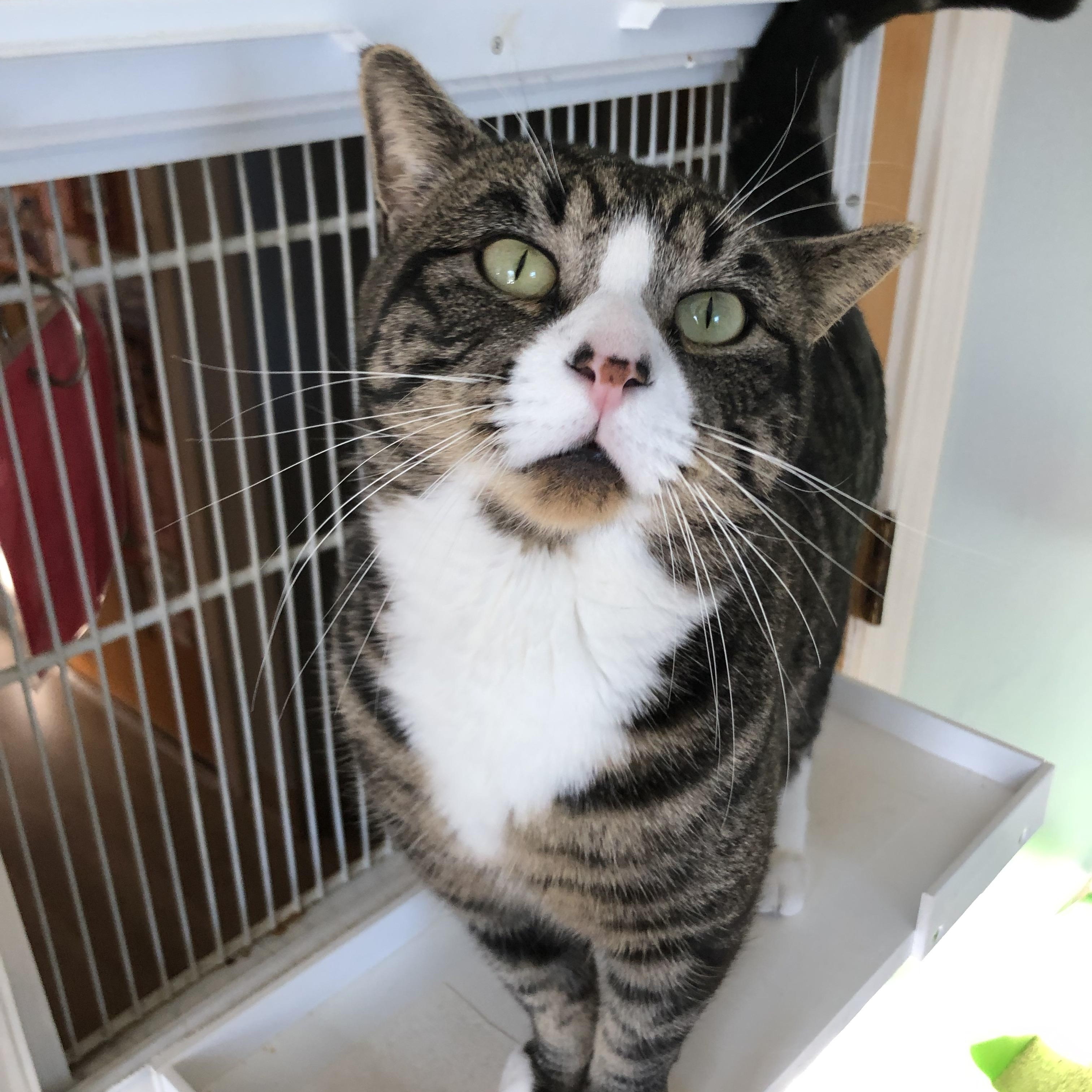 Enlarge Percy, an adopted Domestic Short Hair in Salisbury, MA image 1/6