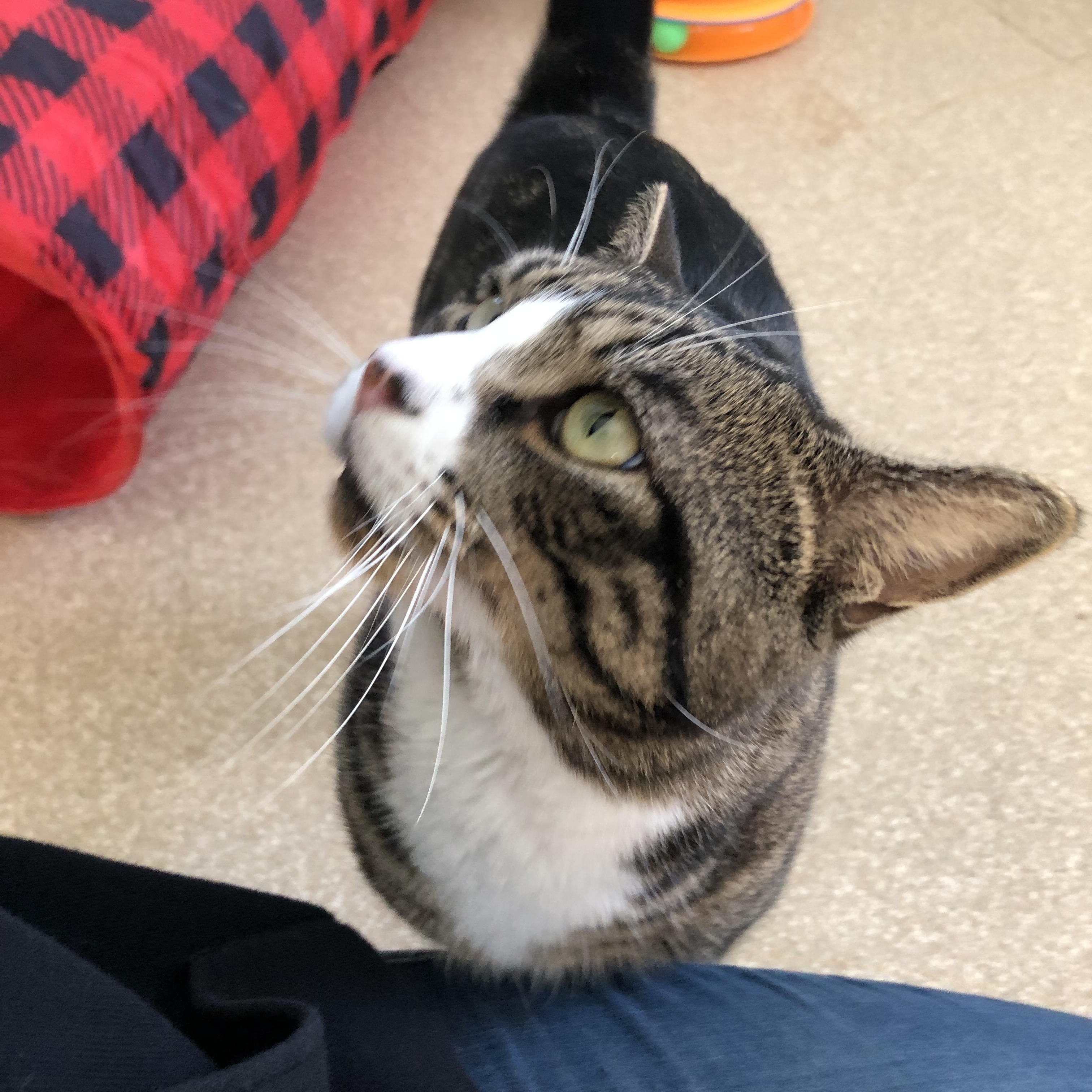 Enlarge Percy, an adopted Domestic Short Hair in Salisbury, MA image 2/6