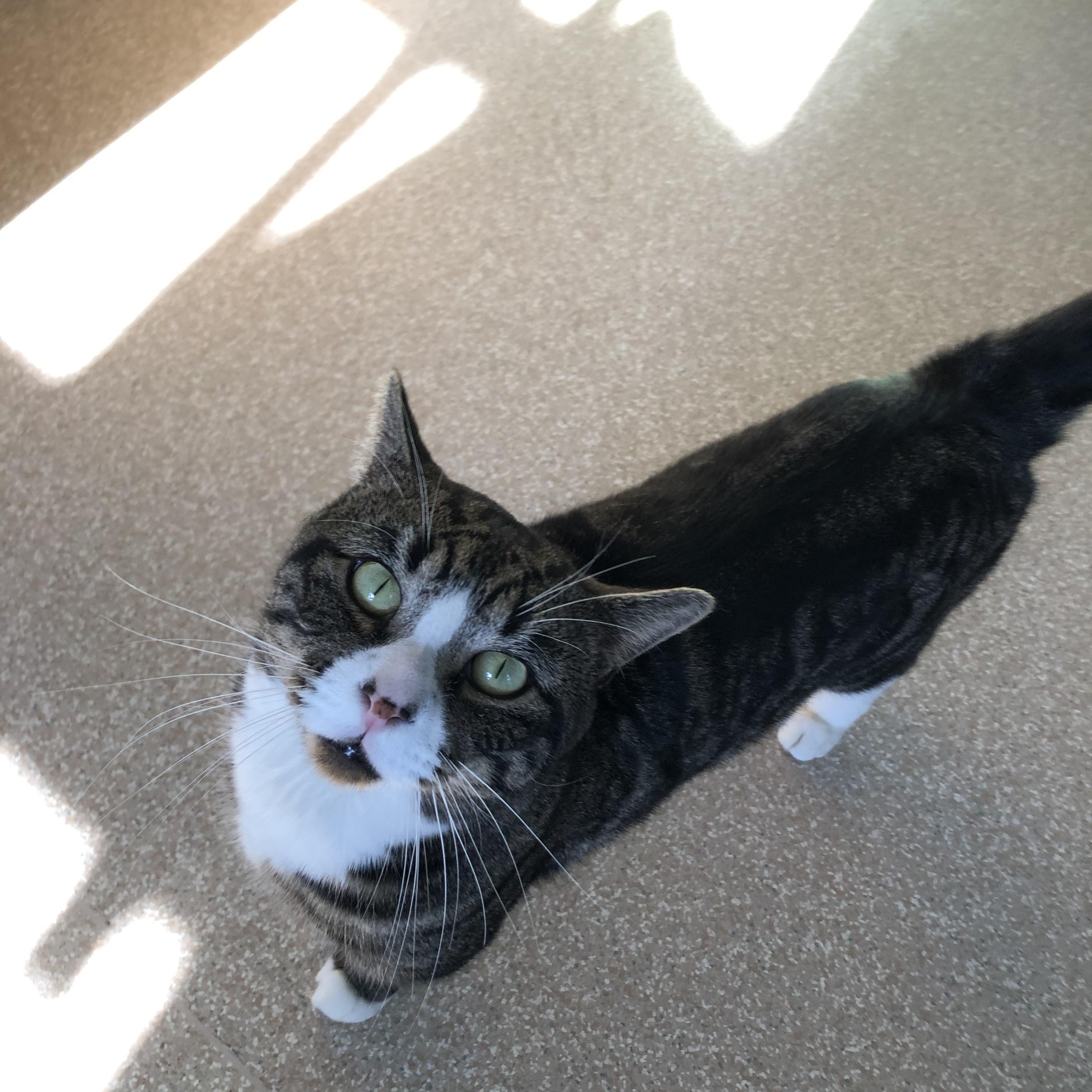 Enlarge Percy, an adopted Domestic Short Hair in Salisbury, MA image 3/6