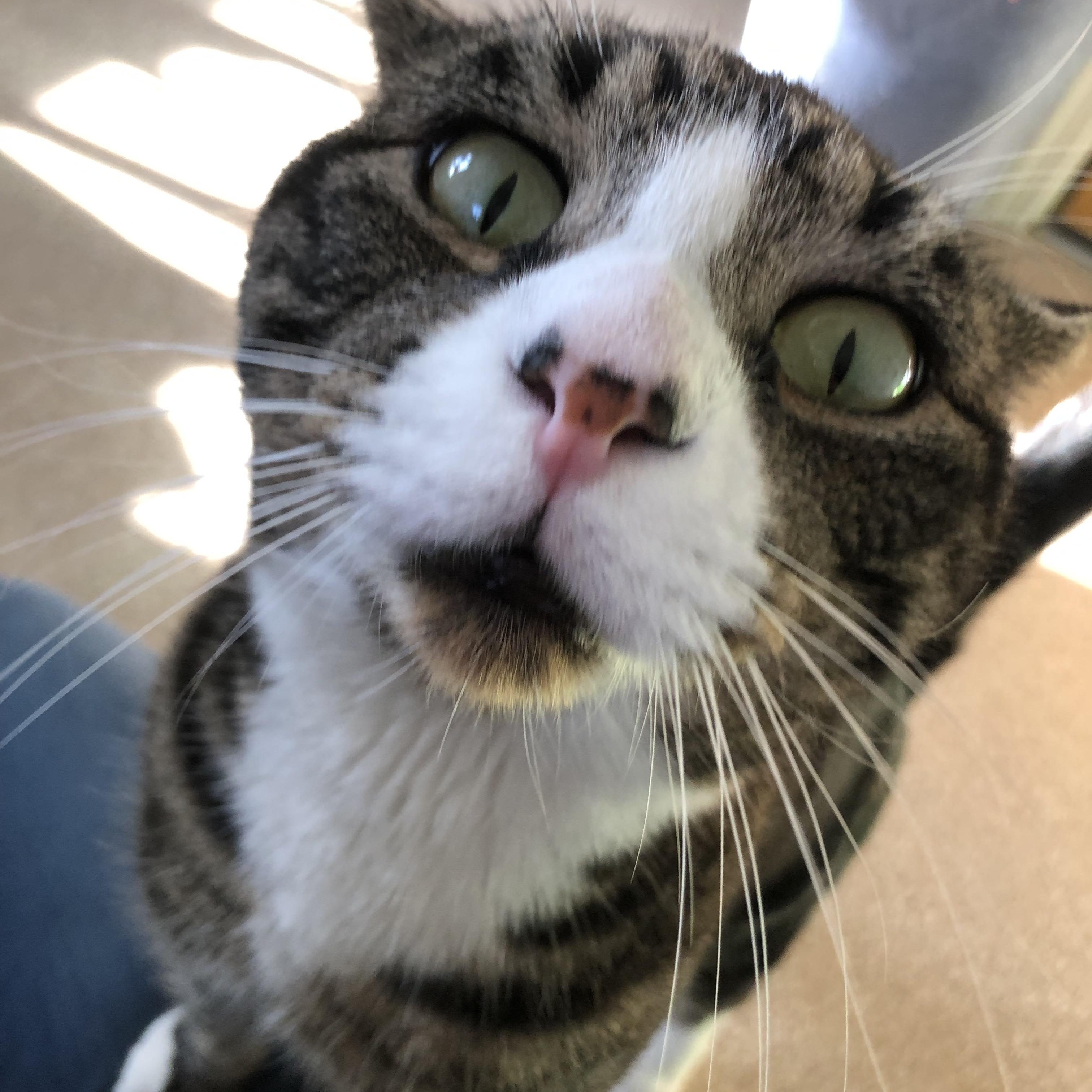 Enlarge Percy, an adopted Domestic Short Hair in Salisbury, MA image 4/6