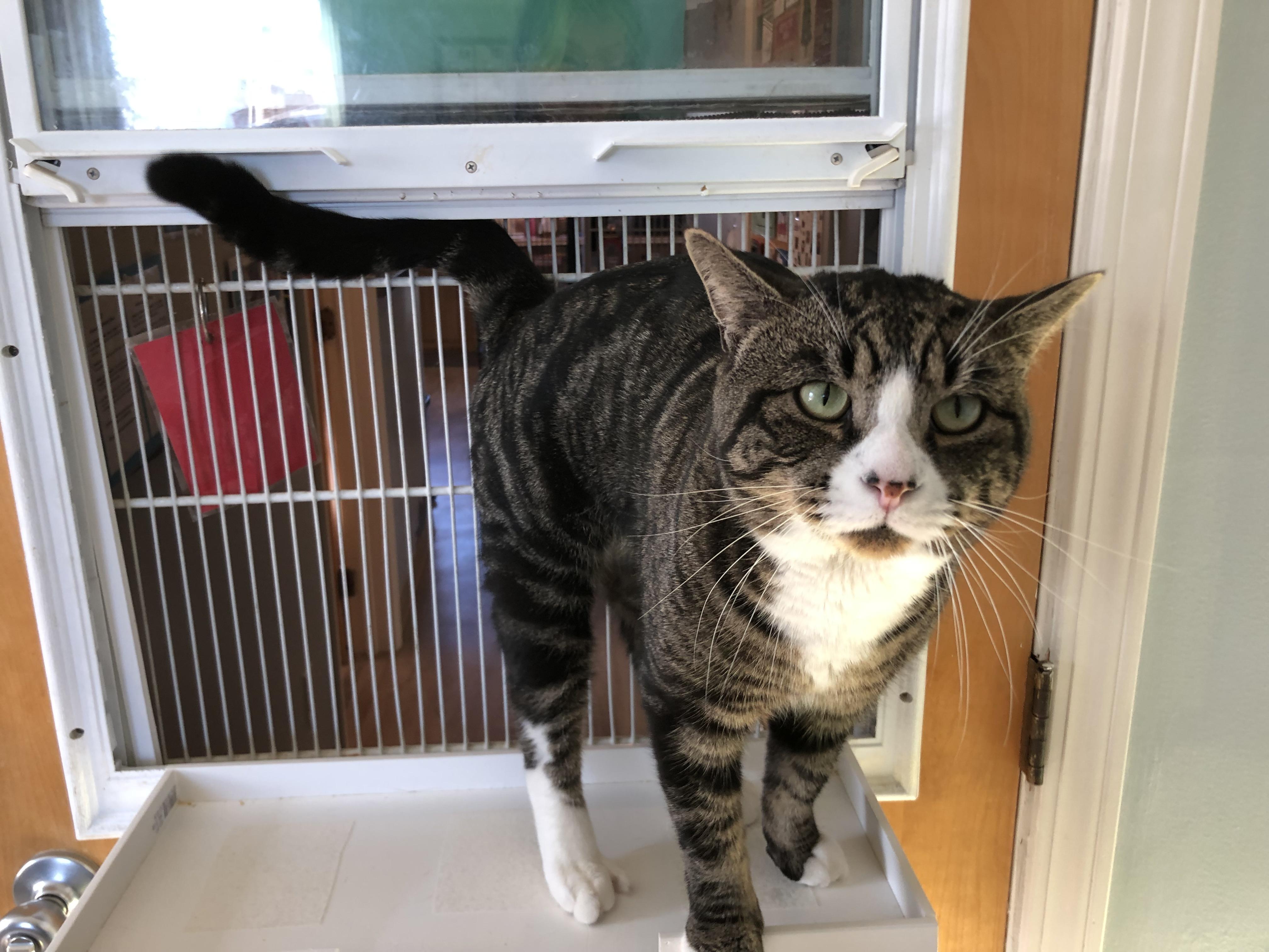 Enlarge Percy, an adopted Domestic Short Hair in Salisbury, MA image 5/6