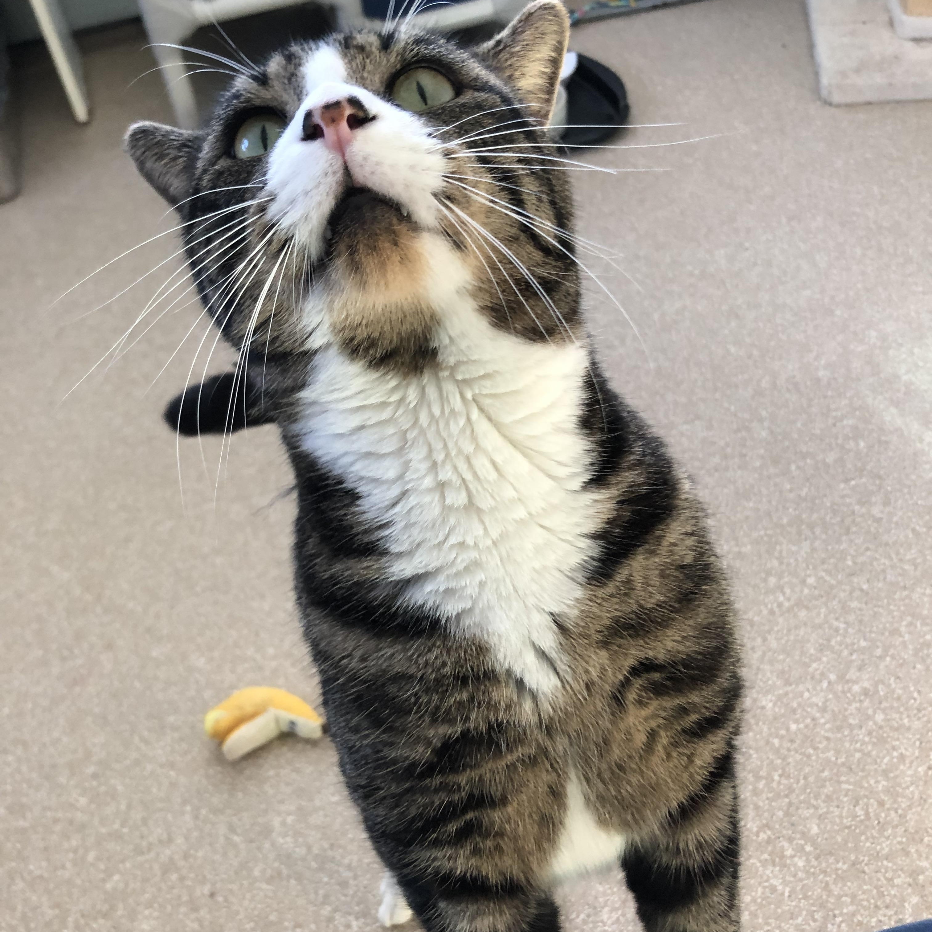 Enlarge Percy, an adopted Domestic Short Hair in Salisbury, MA image 6/6