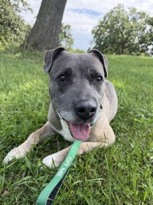 Hudson, a Adoptable mixed breed in Kansas City, MO image 1/3