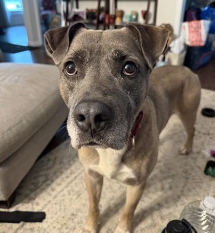 Enlarge Hudson, a Adoptable mixed breed in Kansas City, MO image 1/3