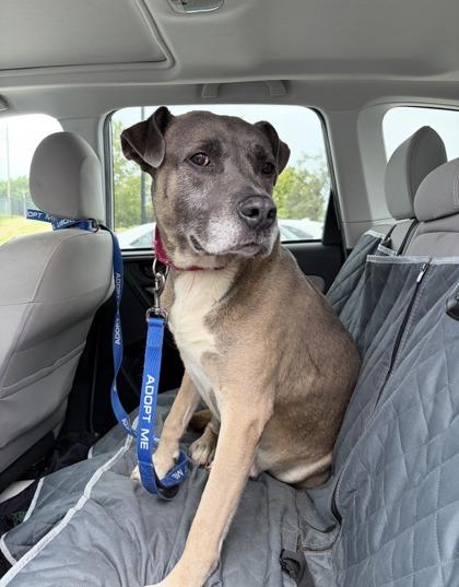 Hudson, a Adoptable mixed breed in Kansas City, MO image 2/3