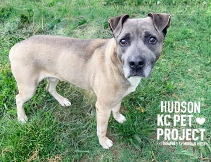 Hudson, Adoptable, Adult Male Mixed Breed & Mixed Breed.