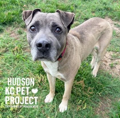Hudson, a Adoptable mixed breed in Kansas City, MO image 2/3