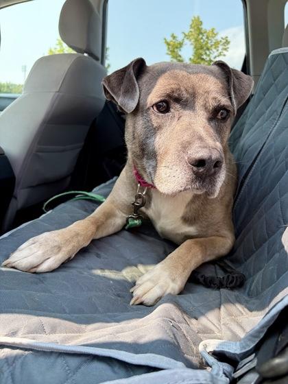 Hudson, a Adoptable mixed breed in Kansas City, MO image 3/3