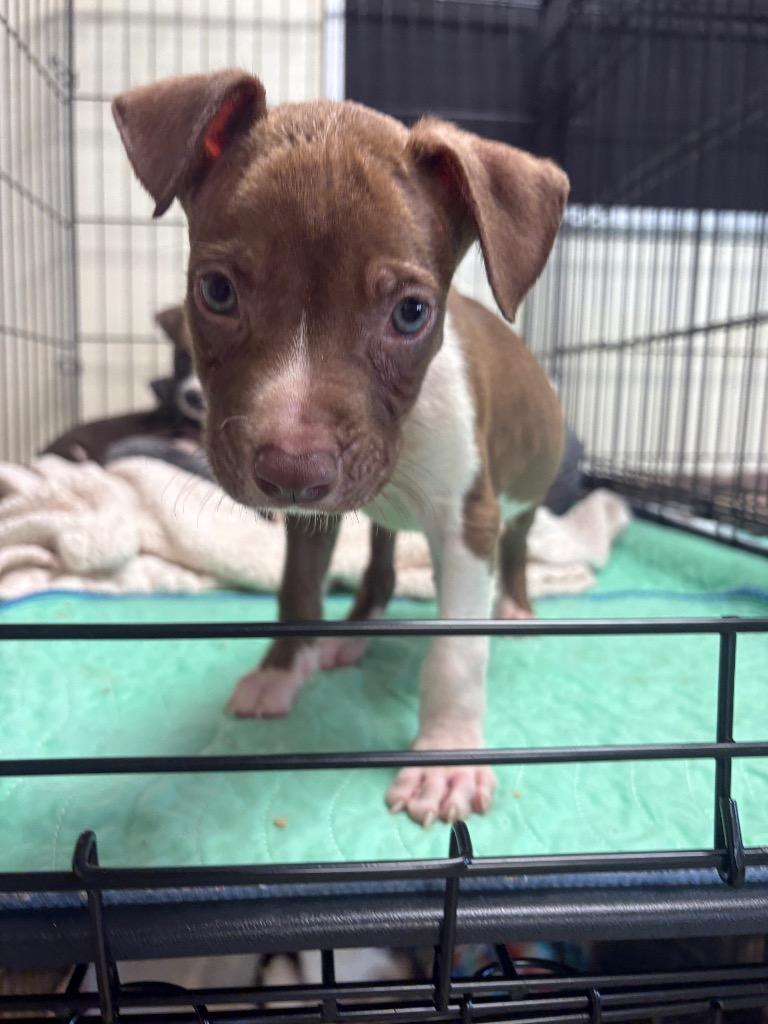 Enlarge Fudge, a Adoptable mixed breed in Centralia, IL image 2/2