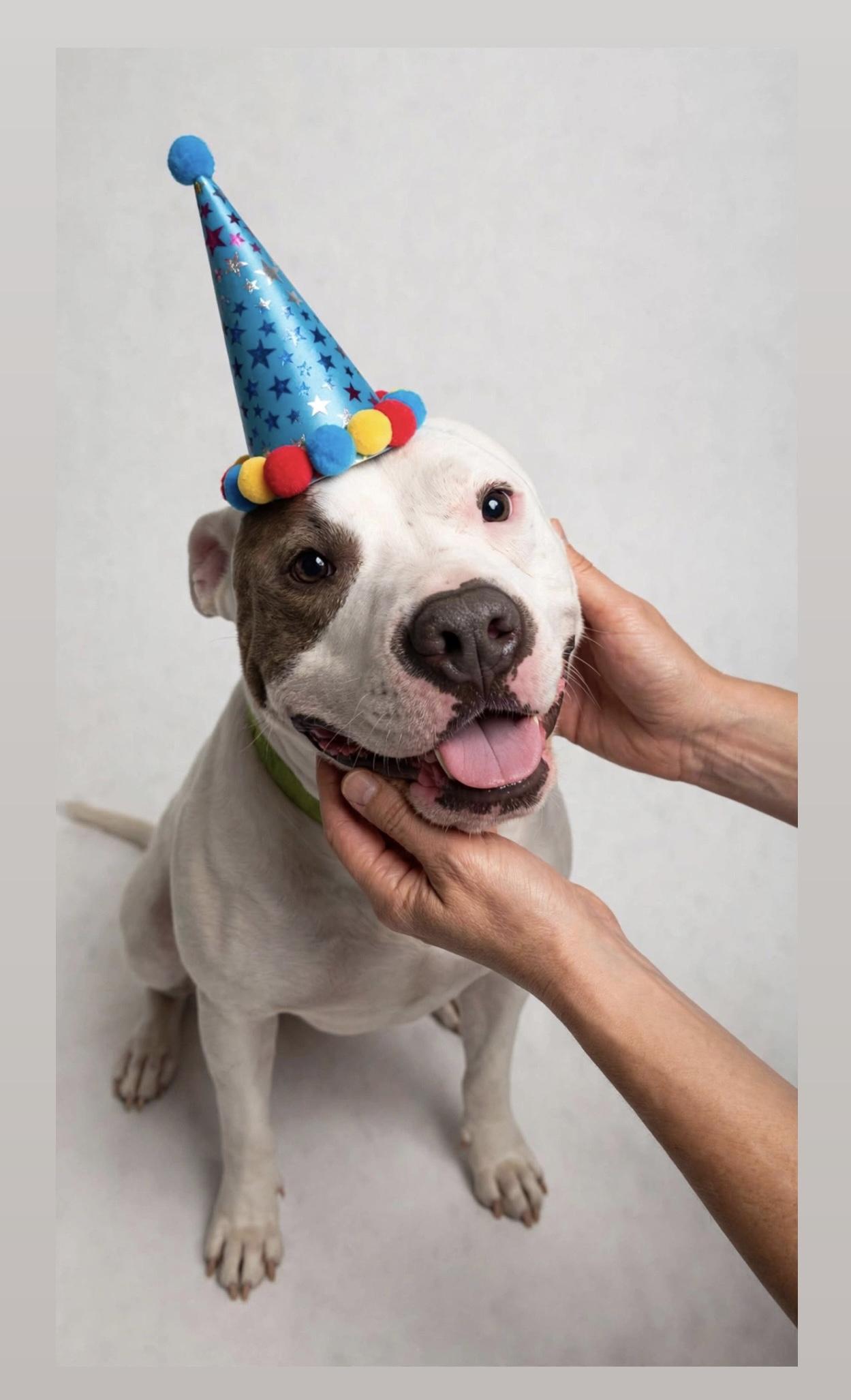 Enlarge CONWAY, a Adoptable mixed breed in East Syracuse, NY image 1/6