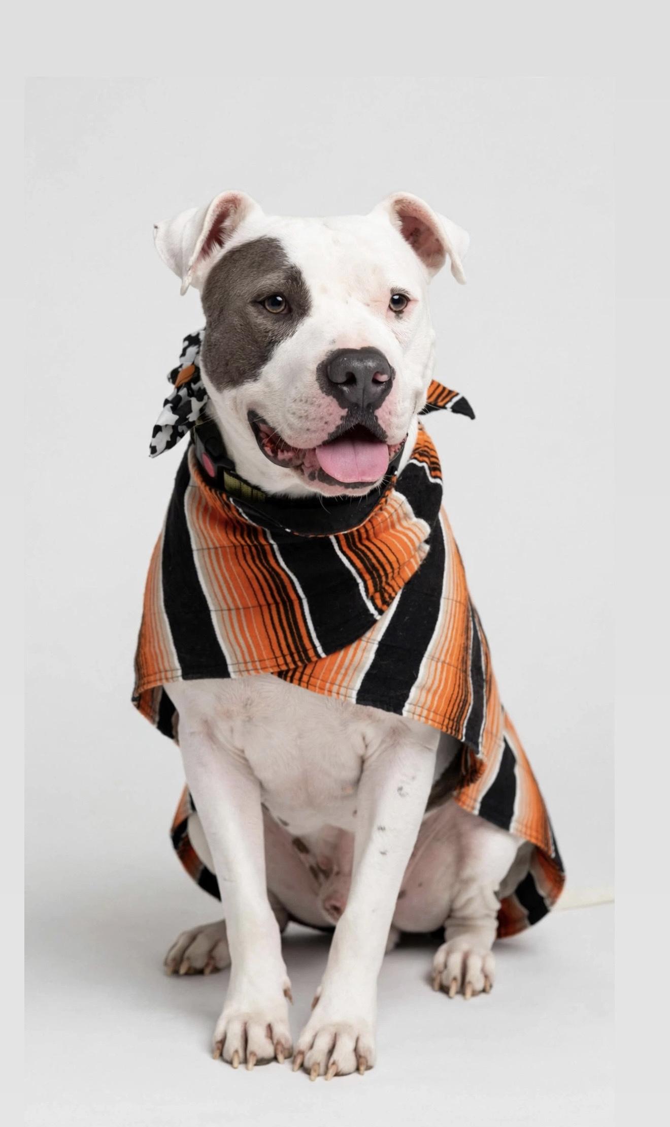 Enlarge CONWAY, a Adoptable mixed breed in East Syracuse, NY image 4/6