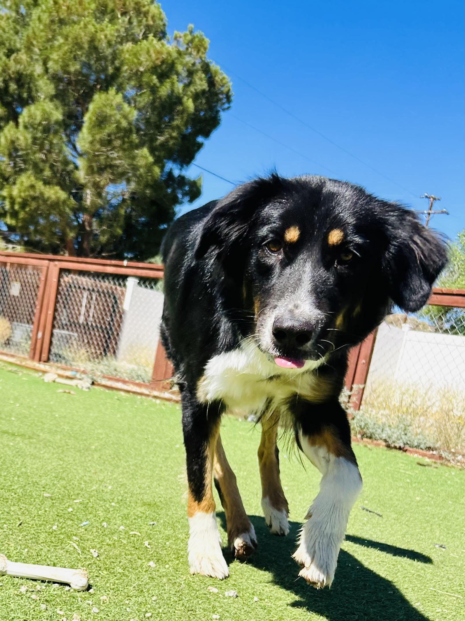 Envy, a Adopted mixed breed in Bakersfield, CA image 4/6