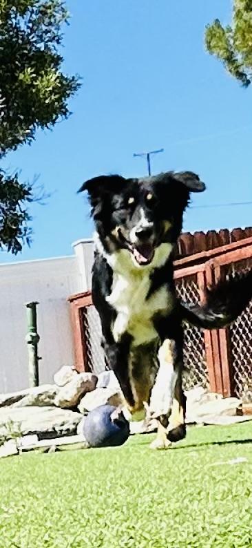 Envy, a Adopted mixed breed in Bakersfield, CA image 6/6