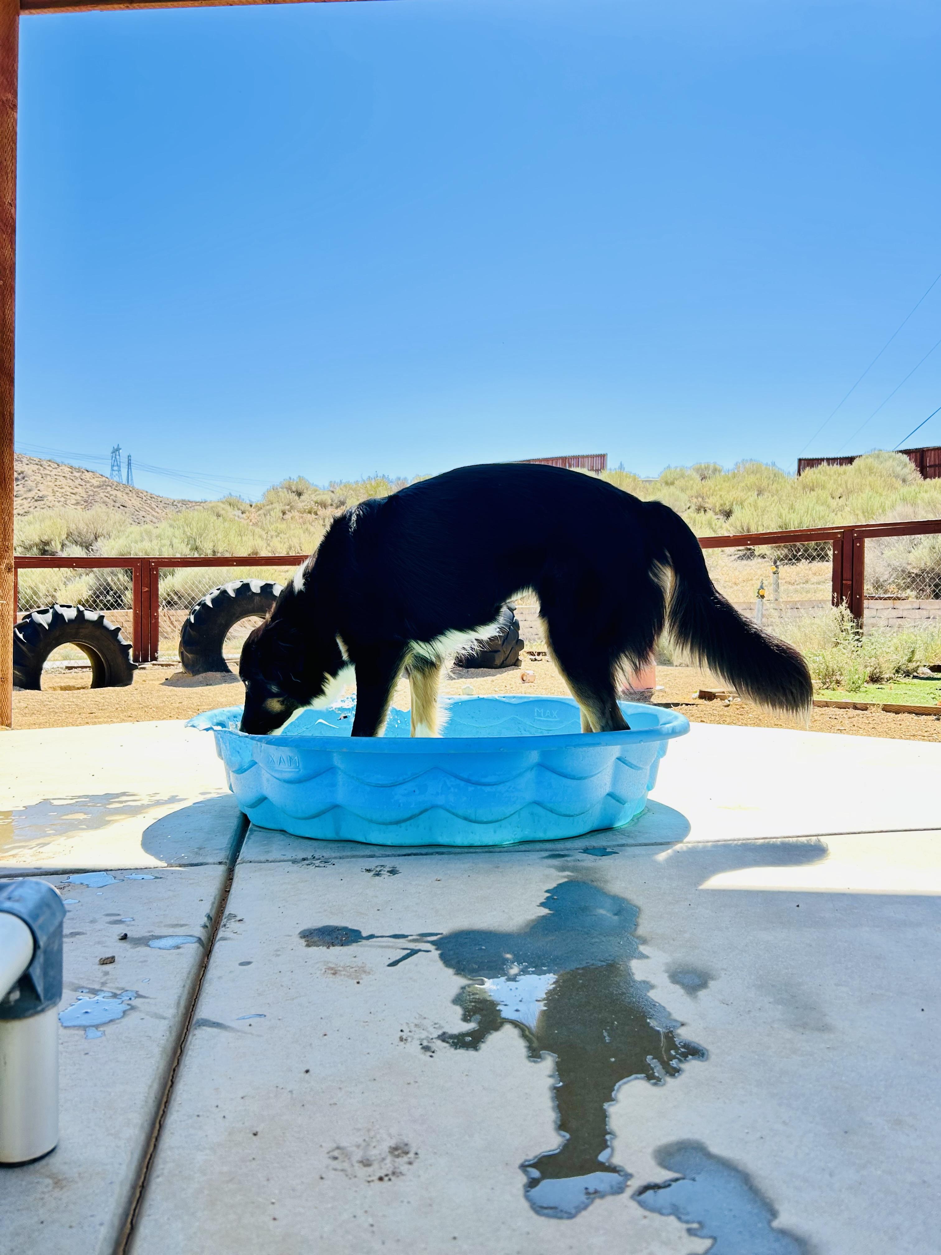 Envy, Adopted, Young Female Border Collie & Australian Shepherd.