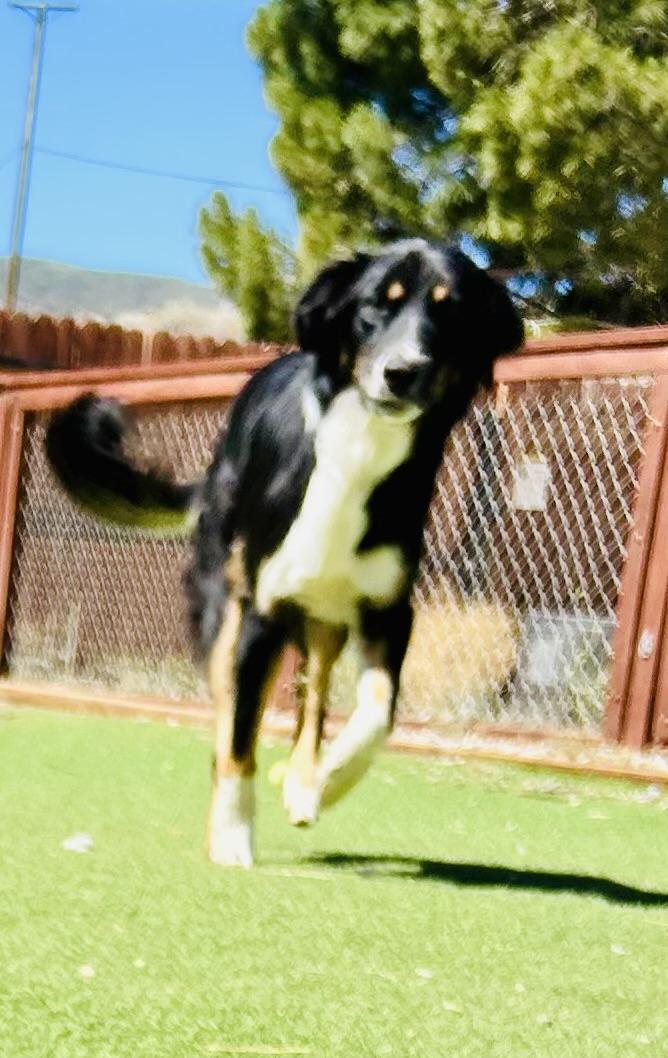 Envy, a Adopted mixed breed in Bakersfield, CA image 2/6