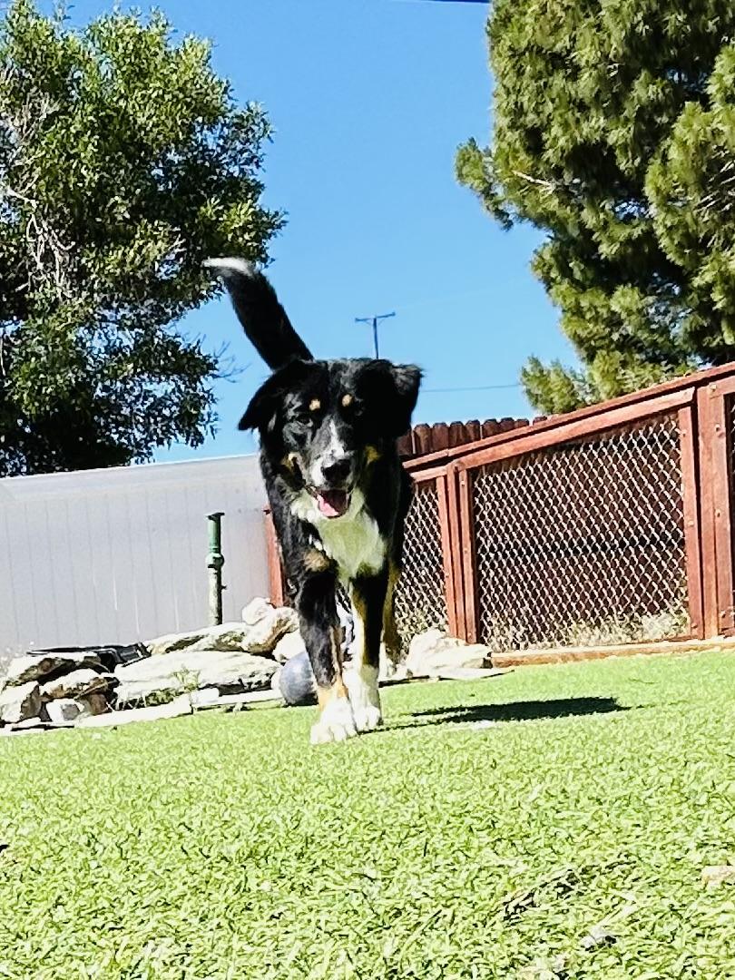 Envy, a Adopted mixed breed in Bakersfield, CA image 3/6