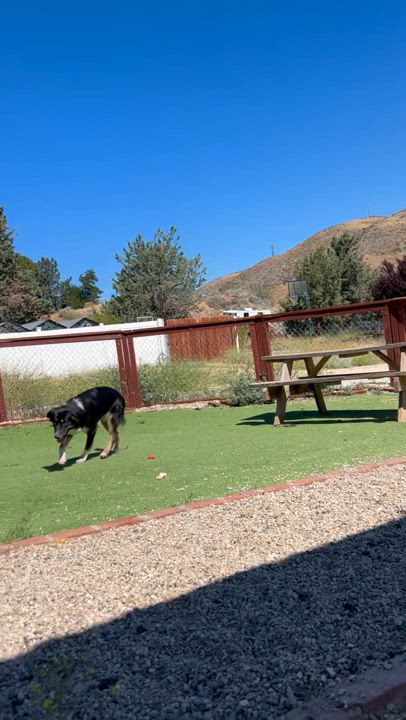 Enlarge Envy, a Adopted mixed breed in Bakersfield, CA video 5/6