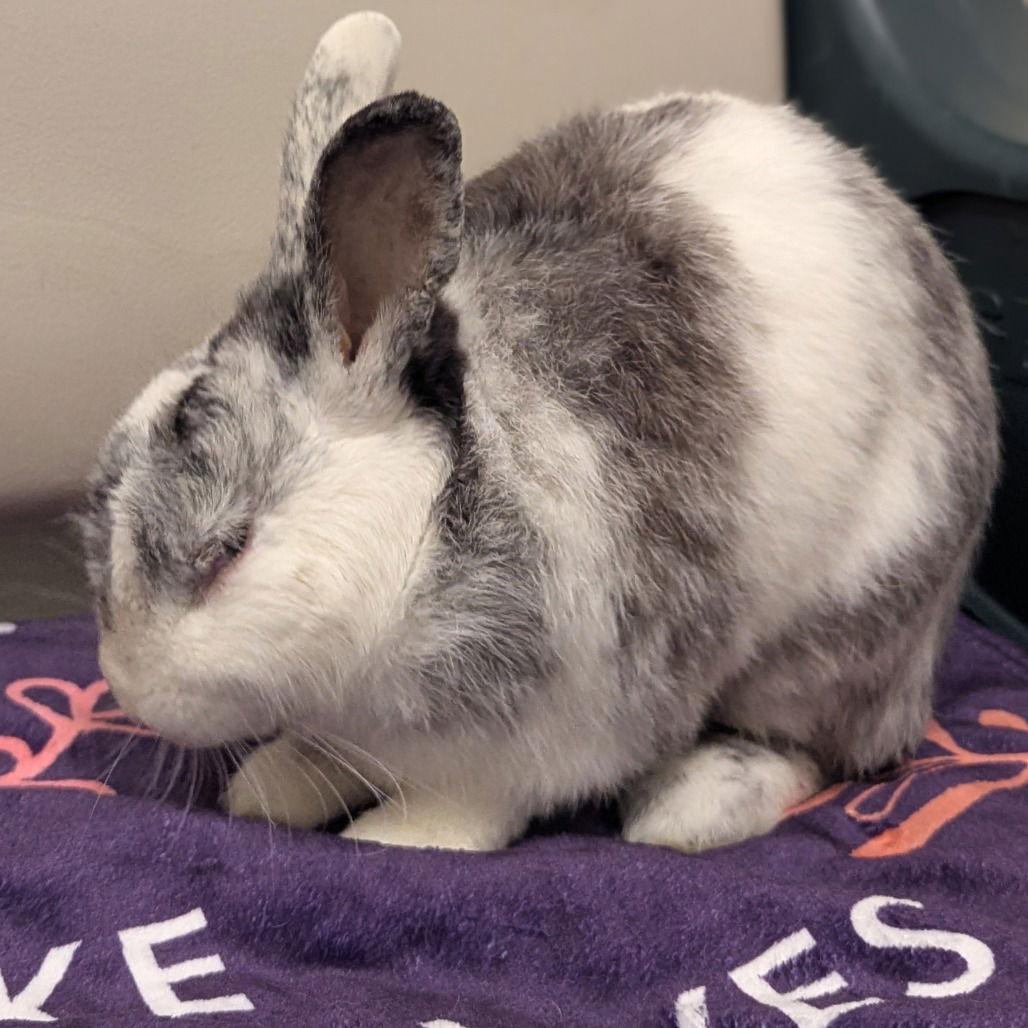 Enlarge McFlurry, a Adoptable Harlequin in Rohnert Park, CA image 1/2