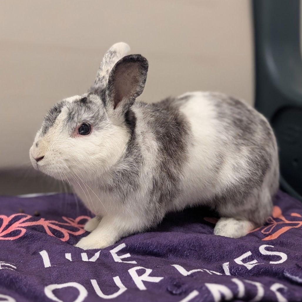 Enlarge McFlurry, a Adoptable Harlequin in Rohnert Park, CA image 2/2