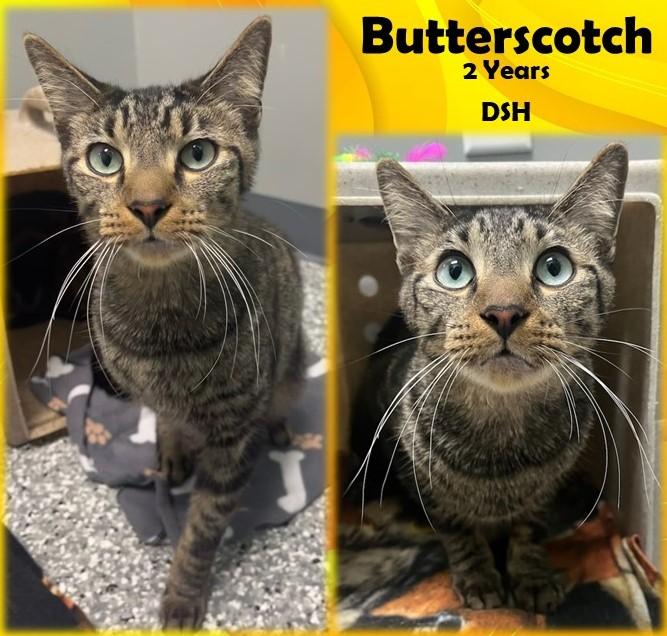 Butterscotch, Adoptable, Adult Male Domestic Short Hair.